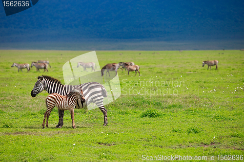 Image of Zebras