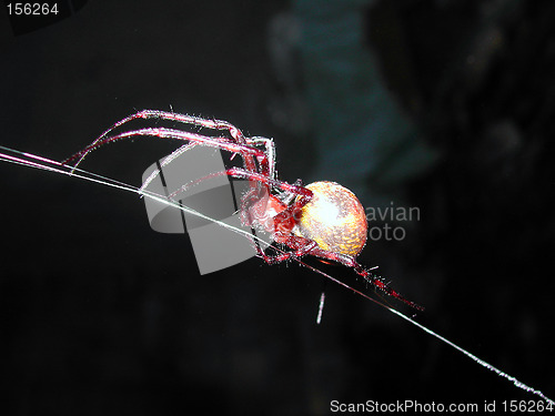 Image of Spider