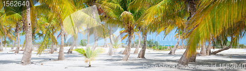 Image of Palm trees