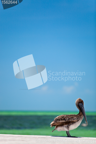 Image of Brown pelican