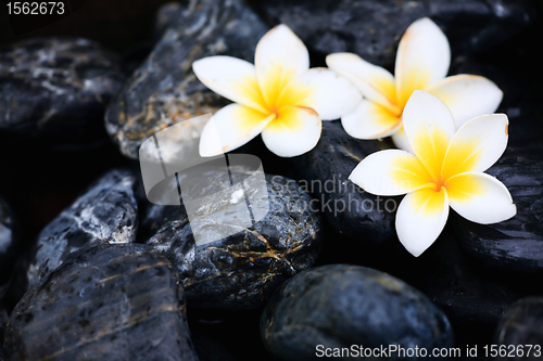 Image of Frangipani flowers and spa stones