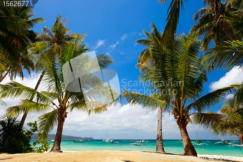Image of Tropical Paradise