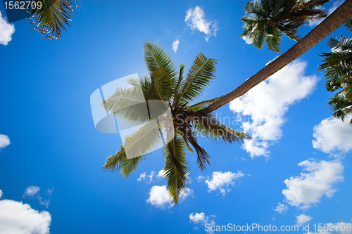 Image of Palm trees