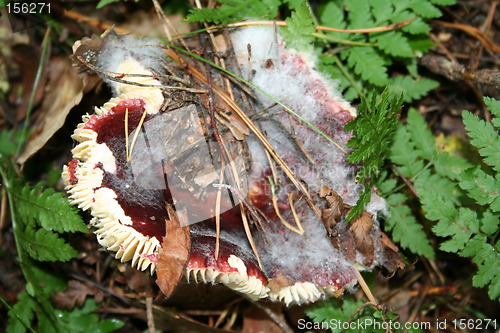 Image of Red fungus under leaves and spines