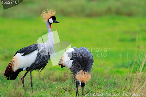 Image of Black Crowned Crane