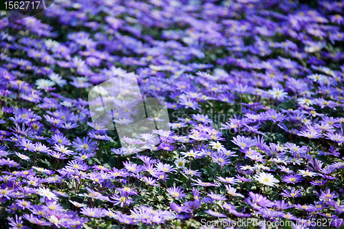 Image of Blue flowers