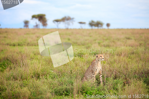 Image of Cheetah