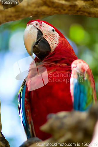 Image of Parrot