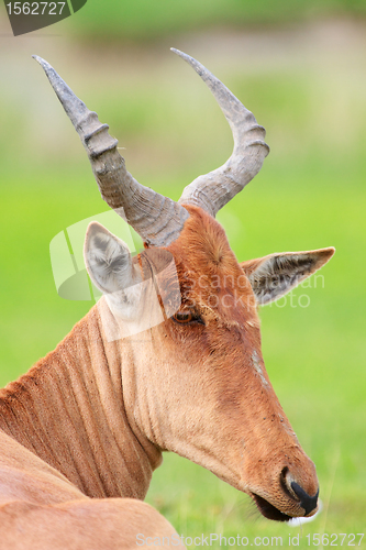Image of Closeup portrait of hartebeest antelope
