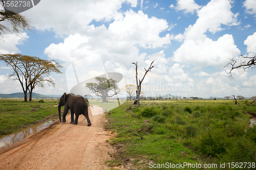 Image of Elephant