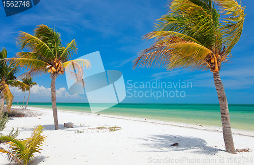 Image of Coconut palms at beach