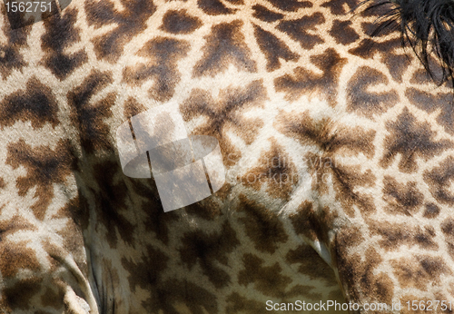 Image of Giraffe skin