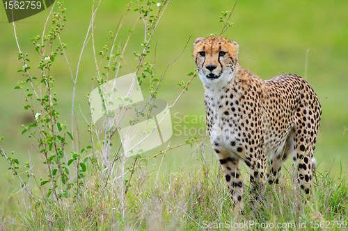 Image of Cheetah