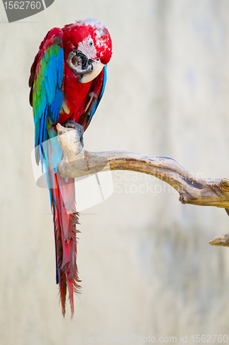 Image of Colorful macaw parrot