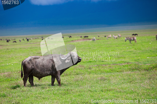 Image of Buffalo in Ngorongoro crater Tanzania