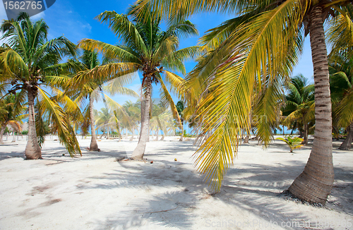 Image of Palm trees