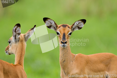 Image of Impala