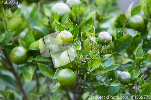 Image of Tangerines on tree branch