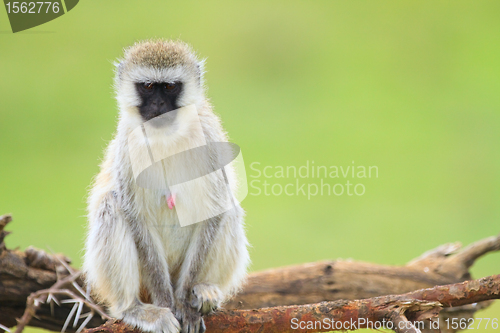 Image of Monkey