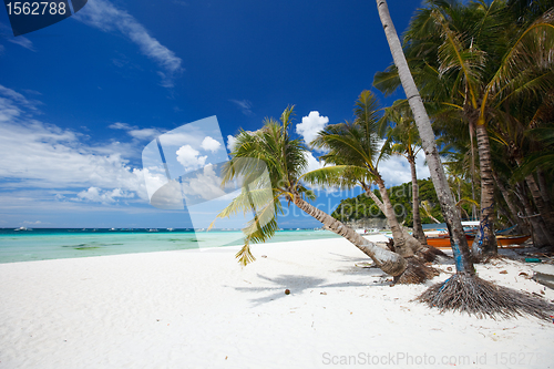 Image of Tropical Paradise