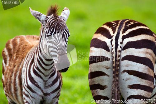 Image of Zebras