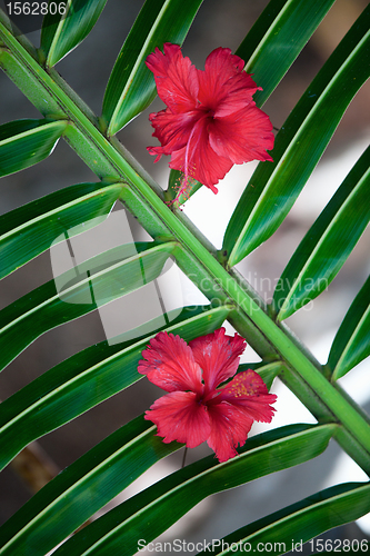 Image of Tropical flowers background
