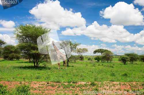 Image of Tarangire landscape in Tanzania