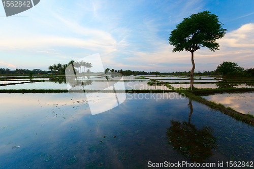 Image of Rice field