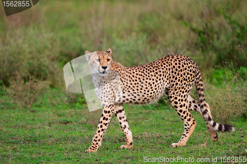 Image of Cheetah