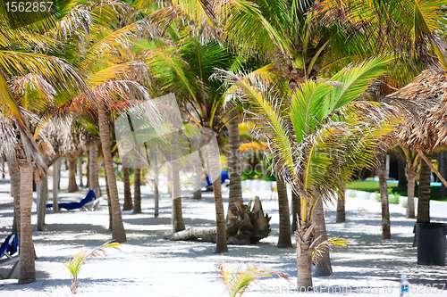 Image of Palm trees