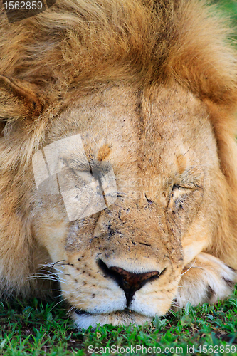 Image of Lion