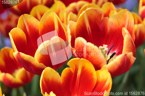 Image of Orange Tulips