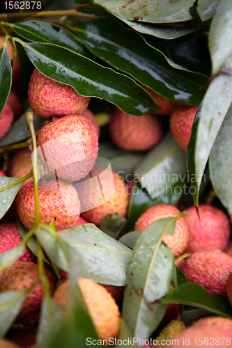 Image of Fresh Litchi