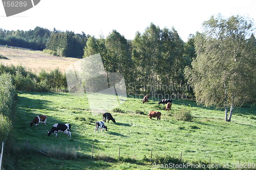 Image of Idyll in Sweden