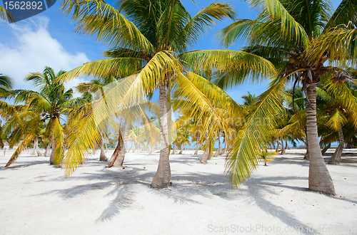 Image of Palm trees