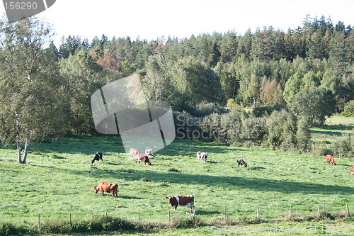Image of Lovely view of Swedish country-side