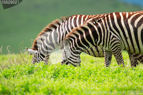 Image of Zebras