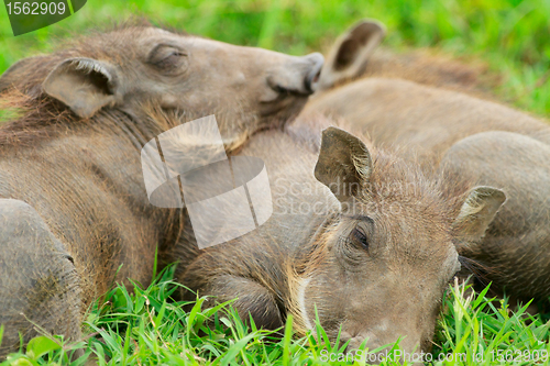 Image of Baby warthogs sleeping in grass