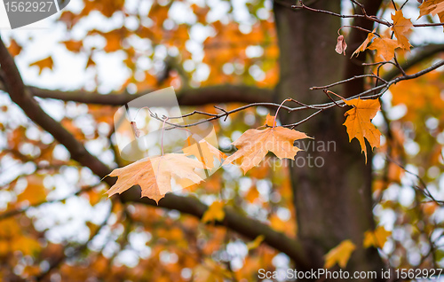 Image of Autumn maple leaves with shallow focus background 