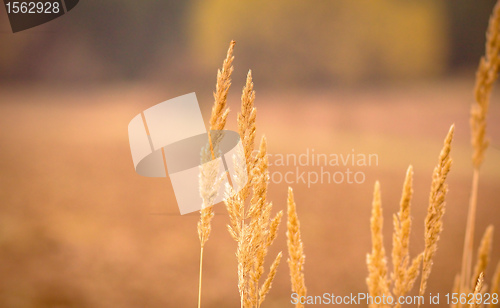 Image of Close-up of yellow autumn grass after dry summer 