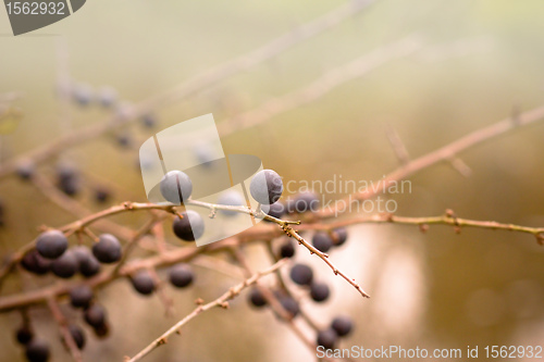 Image of Autumn background with blackthorn with very shallow focus 