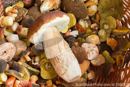 Image of fresh autumn mushroom founded in forest