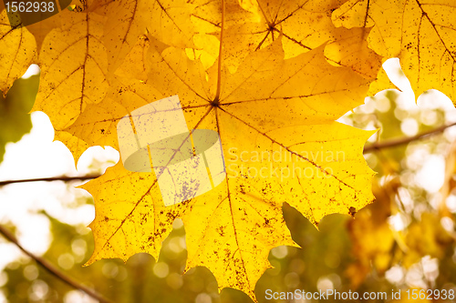 Image of Autumn maple leaves with shallow focus background 