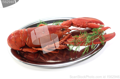 Image of fresh lobster with dill
