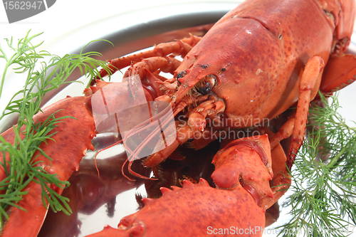 Image of cooked lobster with dill