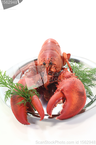 Image of freshly cooked lobster with dill