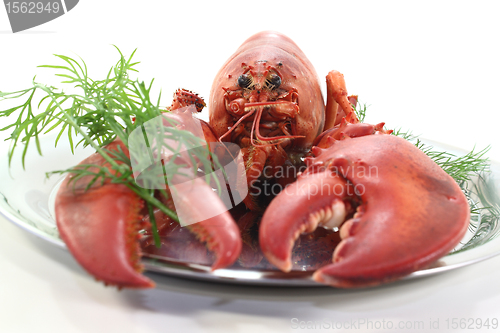 Image of lobster with dill