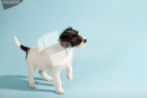 Image of Parson Jack Russell Terrier