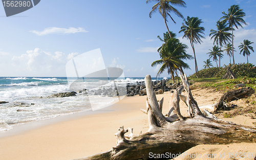 Image of palm trees undeveloped beach Content Point South End Corn Island