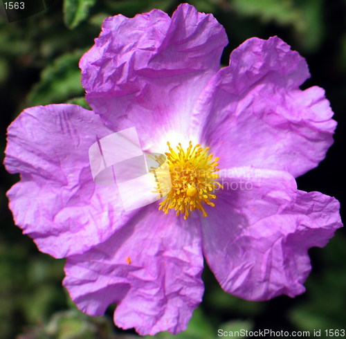 Image of Beauty in pink and yellow